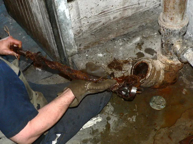 Motorized heavy-duty plumber's snake; cleaning a residential side sewer line in Seattle, removing plant roots from an obstructed line. Top plumbing contractor services options compared and reviewed